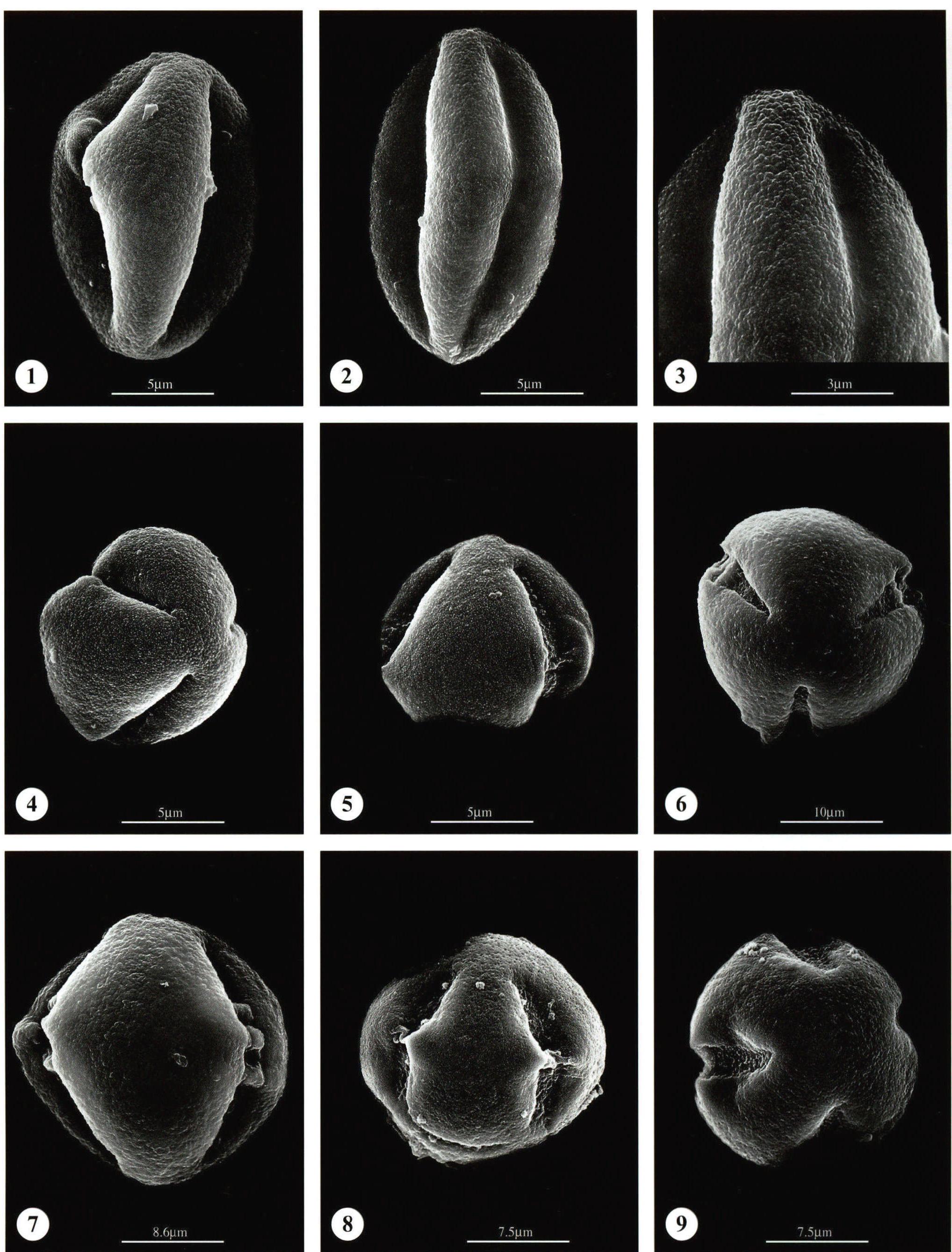 图版34 金莲木科 Ochnaceae；水东哥科 Saurauiaceae